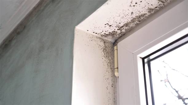 Best Commercial Mold Inspection  in Byron Center, MI
