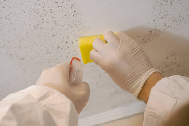 Best Post-Construction Mold Inspection  in Byron Center, MI