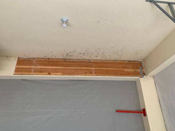 Best Airborne Mold Testing  in Byron Center, MI