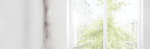 Mold Remediation for Vacation Homes in Byron Center, MI