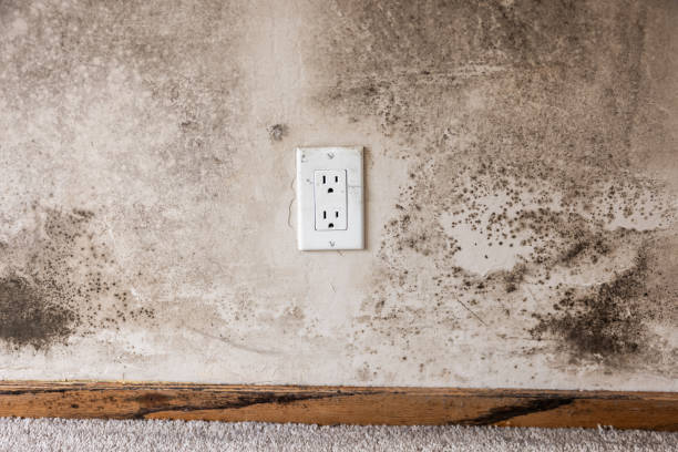 Best Mold Remediation for Healthcare Facilities  in Byron Center, MI